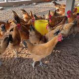 活体小鸡苗纯种土鸡三黄鸡麻黄鸡乌黑鸡品种可选(顺丰1天内发货) 8只装草鸡土鸡1.5-2斤 真正散养