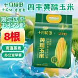 十月稻田 【四平】黄糯玉米 3.52斤(220g*8根)东北玉米棒 低脂早餐 