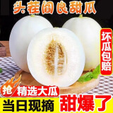 春福乐【场地直发】正宗陕西阎良甜瓜脆甜多汁香瓜新鲜当季水果整箱 净重2.5-3斤【单果350g+】