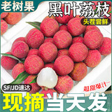 思卓（SIZHUO）黑叶荔枝【JD/顺丰闪送】现摘老树新鲜荔枝白罂糖味桂当季水果 净重2300g【老树大果】