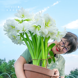 海蒂的花园朱顶红进口种球重瓣阿弗雷室内阳台球根花卉源头直发