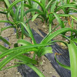 多年生虎眼万年青盆栽种球绿植海葱东北旱三奇长白山中草药可食用 虎眼万年青球茎4-5厘米5棵 裸根不带土不带叶发货