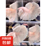 【泰国进口精品斗鱼】观赏鱼苗金鱼热带好养耐活体淡水半月婚纱鱼 SS级*粉白象耳下单送鱼食
