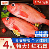 朵芙 海参斑鱼 多规格 红鱼净重 红石斑鱼大眼鱼富贵鱼深海鱼生鲜鱼类 【特大红石斑】1.7-2斤*4条装