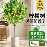 植男植女客厅大型香水柠檬树不带花果绿植四季植物室内客厅真盆栽源头直发