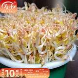 寿禾 豆种子豌豆苗夏秋菜芽菜种籽蔬菜四季绿豆菜籽 绿豆芽种子 1斤
