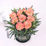 带花苞发货 · 康乃馨盆栽 · 阳台室内花卉盆栽办公室鲜花绿植 橙色康乃馨【带花苞】