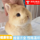 梦茜儿（MEXEMINA）兔子活物侏儒兔凤眼小型茶杯兔长不大不咬人宠物荷兰垂耳兔子活体 黄色侏儒兔【公母可选】