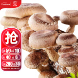 大禹蘑菇种植包玉米平菇芯菌包家庭种植香菇菌菇种子可食用菌种包菌棒 香菇种植菌包 2个约4斤