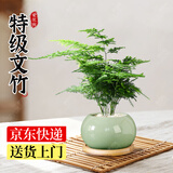 爱优尚文竹盆景办公室桌面盆栽室内绿植好养中式禅意源头直发