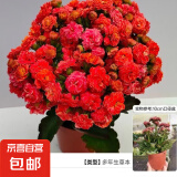 长寿花盆栽重瓣金狐狸大花带花苞花苗 四季开花耐旱好养花卉植物 【红色】基地盆高约18cm 高约18-30cm