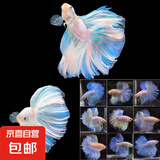 【泰国进口精品斗鱼】观赏鱼苗金鱼热带好养耐活体淡水半月婚纱鱼 SS级*浅色公下单送鱼食