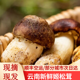滇味十足（DIANWEISHIZU）云南新鲜姬松茸 鲜菌菇 煲汤炖汤刺身火锅食材顺丰空运好礼 2斤【顺丰空运】