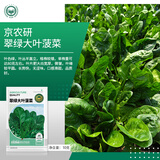 京农研农科院蔬菜种子大叶香菜四季小葱鸡毛菜红苋菜芝麻菜空心菜种籽孑 翠绿大叶菠菜 10克