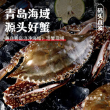 【鲜活发货】青岛梭子蟹新鲜海捕上岸鲜活大螃蟹飞蟹母蟹生鲜蟹类 【鲜活发】精选特大2斤3-6只
