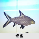 乐淘逸宠乐淘逸宠淡水鲨鱼活体热带观赏鱼大型虎头鲨龙鱼配鱼 7-9蓝鲨+白鲨+银鲨各1条