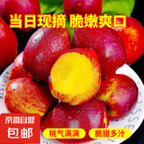 【现货】黄心油桃新鲜水果产地直发放软更好吃鲜 净重4.5斤中大果（单果65g+）