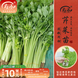 寿禾 蔬菜苗活苗带土发货大全菜苗种苗春夏各种秧苗山东寿光苗子阳台 小香芹菜苗10棵