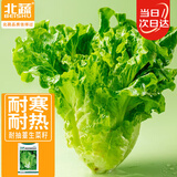 北蔬 生菜种子种苗四季青菜蔬菜种籽 卓脆速生耐抽苔生菜种子约2000粒