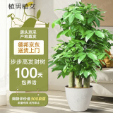 植男植女步步高造型发财树大棵盆栽客厅室内大型绿色植物办公室源头直发