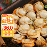 初鲜大号冷冻带黄扇贝肉净重2斤约80-120颗烧烤火锅食材海鲜水产聚餐