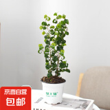 【卷叶榕】年宵花⭐卷福卷叶榕盆栽超好养活紫叶吊兰观叶耐阴植物 3株苗高35-45cm种植原盆