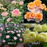 瑞典女王月季夏季耐晒灌木月季带花苞四季开花玫瑰大苗阳台庭院 艾莎+果汁+女王+奶油龙沙四颗原盆原土发货
