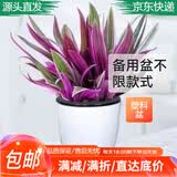 萌肉居紫罗兰盆栽花耐阴室内客厅庭院植物/紫罗兰原土+备用盆源头直发