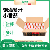 京鲜生＆一柿缘 樱桃番茄粒收3斤礼盒装 自然成熟酸甜多汁 源头直发