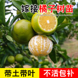 君扬广西柑橘嫁接果树苗无核沃柑砂糖橘子茂谷皇帝柑脆蜜脆皮金柑金桔 皇帝柑苗 三年苗60-80CM高(带土带叶)