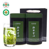 日照绿茶茶叶2025新茶有机茶浓香型豆香口粮茶桶装250g山东特产礼品
