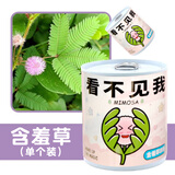 佳茉小学生手工DIY小盆栽材料学习用品罐装易拉罐头桌面植物科学实验礼物奖品 含羞草种植  看不见我