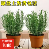 迷迭香苗盆栽可食用驱蚊植物香草薄荷苗绿植物室内煎牛排水培花卉 迷迭香原盆土一盆 盆径约12cm 含盆高约25cm