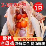 岽鲜 鸡 老母鸡 农家散养土鸡肉 新鲜冷冻整只炖汤鸡肉生鲜 1只黄油老母鸡净重2.3-2.5斤