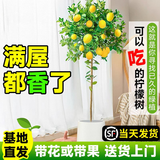 叹为观止 大型盆栽 单杆辫子发财树天堂鸟绿萝散尾葵办公室内开业乔迁礼品 柠檬树1.5-1.7米【镁铌圆盆】 含盆