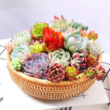 行湘多肉植物盆栽绿植  多肉30颗不重复+陶土塑料盆+椰砖土 源头直发