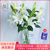 悦多彩AB级优质香水百合 家庭办公室各色生活鲜花 昆明基地 现采直发 白色百合20朵（双头10枝）