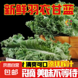 新鲜羽衣甘蓝时令西餐沙拉榨汁果汁健康轻食农家甘蓝 【寿光直发】净重2斤