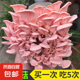 蘑菇种植包菌包家庭种黑平菇香菇金针菇菌包可食用菌新鲜蘑菇菌棒袋装 红平菇-标准款 4袋装