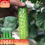 寿禾 旱黄瓜种子强雌籽种各种水果青瓜夏秋四季蔬菜寿光种籽  潍丰冰翡翠2号旱黄瓜种子 60粒