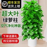 叹为观止大型植物发财树各种大颗盆栽开业乔迁客厅办公室内好养大型花卉 大叶绿萝【1.2-1.4米】 含盆
