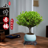 京云梦小叶赤楠盆景室内绿植花卉盆栽老桩桌面摆件冰裂蓝源头直发