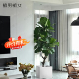 植男植女琴叶榕老桩客厅大型造型绿植办公室大叶盆栽天堂鸟发财树源头直发