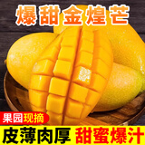 甜果源源 金煌芒芒果 树上现摘芒果广西热带应季时令水果果园直发新鲜水果 5斤精选果【单果150g+】净4.5斤