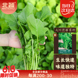 北蔬 芝麻菜种子种苗臭菜火箭生菜四季小青菜种籽 大叶芝麻菜种子10g