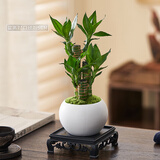 绿有意步步高观音竹富贵荷花竹水养土培盆栽室内桌摆植物吸甲醛水培植物 白圆陶瓷盆+富贵竹+底座 含盆