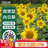 花沃里观赏向日葵花种子50粒/包 花卉种子家庭盆栽土阳台办公庭院种草籽