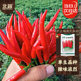 北蔬 辣椒种子种苗单生指天椒红辣椒四季种籽 萨兰娜朝天椒种子300粒