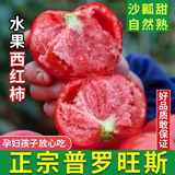 康田汇 陕西普罗旺斯水果西红柿番茄沙瓤可生吃新鲜采摘新鲜蔬菜 2- 2.5斤 泡沫托装A级果净重750g+ 源头直发