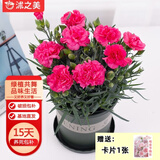 沭之美康乃馨盆栽阳台室内观花植物  康乃馨玫红色+0.5加仑盆 源头直发